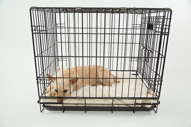 pet cages for dogs
